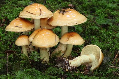 Pholiota lenta - identifier-les-champignons.com