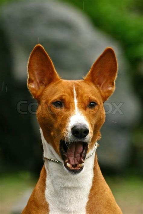 The Basenji Is A Breed Of Hunting Dog That Was Bred Basenji Dogs
