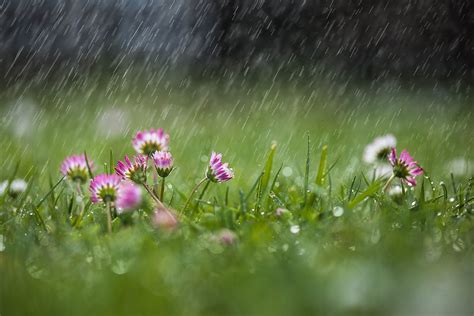 Spring Rain By Alena Makovcova Photography 500px