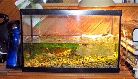 Check spelling or type a new query. baby turtle tanks