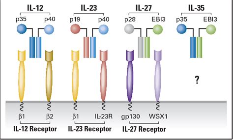 Figure 1 From Interleukin 12 Receptor Beta2 From Cytokine Receptor To