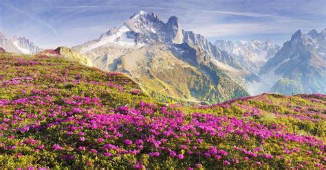 5 Stunning Flowers That Bloom At The Start Of Spring In Switzerland