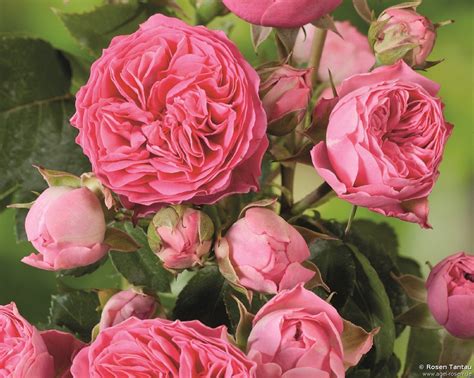 Buy Candy Rokoko ® Floribunda Rose Agel Rosen