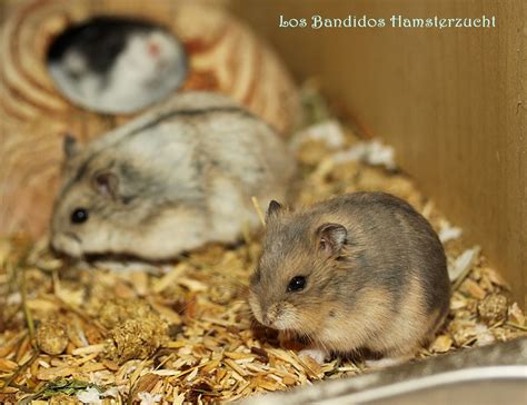 Der Campbell Hamster Goldhamsterzucht Los Bandidos