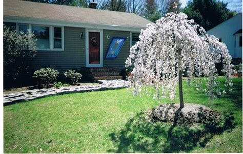 Trees with a weeping habit produce branches that droop downward in a dramatic fashion. Snow Fountain Weeping Cherry Tree. I want one of these out ...