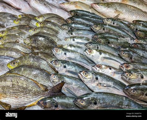 Assortment Of Fresh Fish Frozen On Ice At Seafood Market Stock Photo
