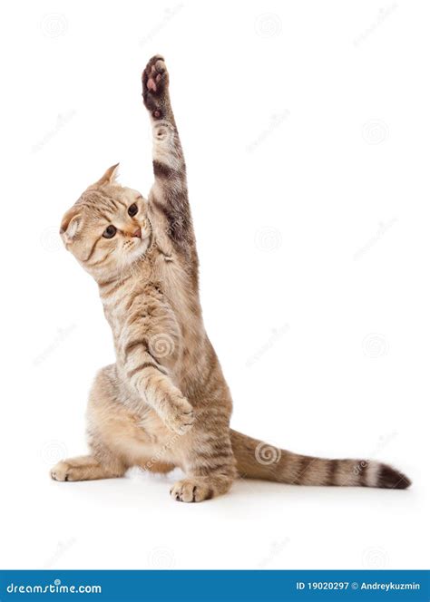 Funny Kitten Pointing Up By One Paw Isolated Royalty Free Stock
