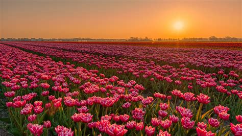 Earth Tulip Flowers Sunset Plantation Field 4k Hd Flowers Wallpapers