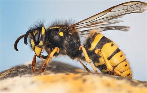 Blog How Dangerous Are Yellow Jackets In Columbia Sc