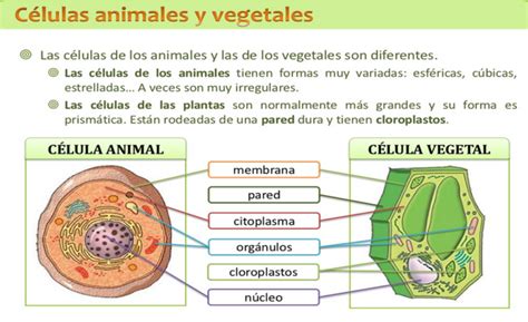 Cuadros Comparativos Entre Célula Animal Y Vegetal Para Descargar E