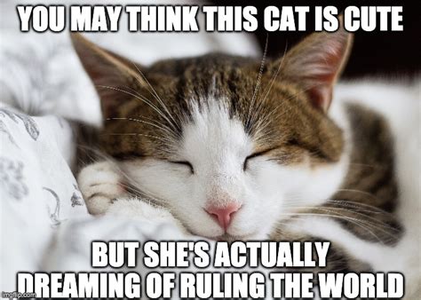 Sleeping Cat Meme Imgflip