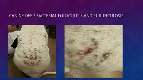 Diagnosis And Treatment Of Canine Pyoderma