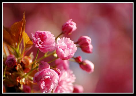 Wallpaper Pink Flower Flora Spring Macro Photography Close Up Petal Bud Cherry Blossom