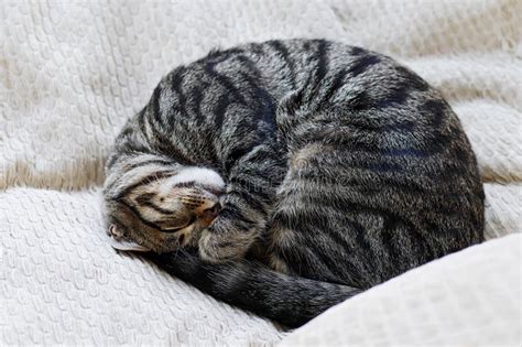Curled Up Tabby Cat Sleeping On Cushion Stock Photo Image Of White