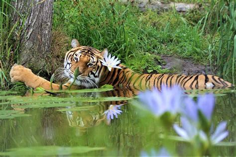 tigers are very photogenic jukani wildlife sanctuary plettenberg bay south africa