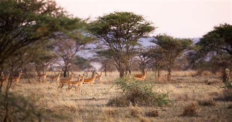 When To Visit Serengeti National Park In Tanzania For A Safari