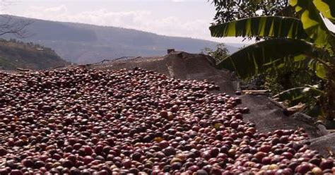 Drying Whole Coffee Cherries In Harar Ethiopia Album On Imgur