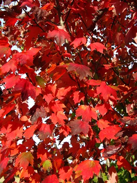 Acer Rubrum Autumn Spire Red Maple Garden Center Marketing