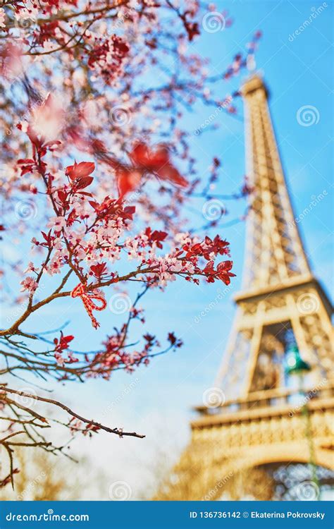 Eiffel Tower With Cherry Blossom Stock Photo Image Of French Cherry