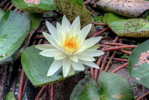 The Importance Of The Lotus Flower In Chinese Culture