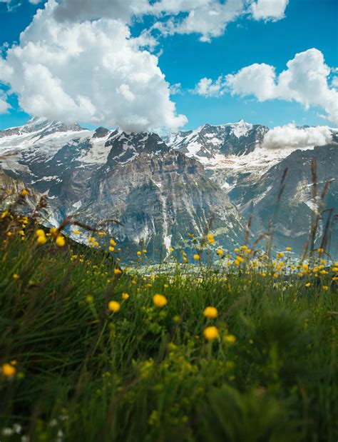 Mountains With Yellow Flower Field In Switzerland Fine Art