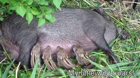 New Born Wild Baby Boars Youtube