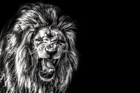 Grayscale Photo Of Roaring Lion Hd Wallpaper Wallpaper Flare