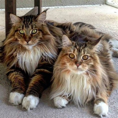 Norwegian Forest Cats Vs Maine Coon How To Recognize