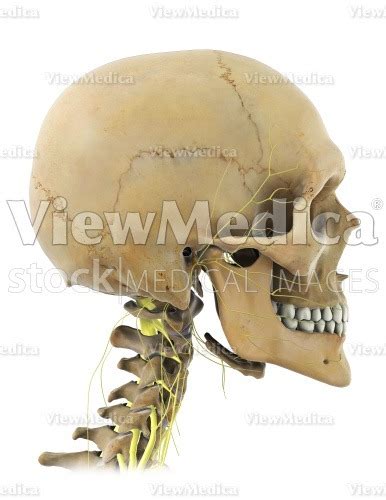 Viewmedica Stock Art Skull And Cervical Spine With Nerves Adult