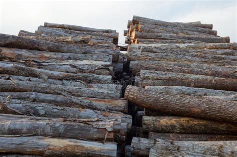 Woodcutting Industry Wood Stack Yard Lumber Pile Cut Forestry Stock