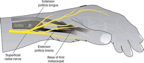Wrist Block Hadzics Peripheral Nerve Blocks And Anatomy For