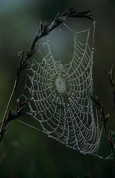 Spider Web Covered In Dew Hanging From By Heinrich Van Den Berg
