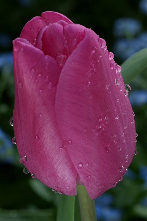 File Beautiful Pink Tulip Flower Photo With Waterdrops  Wikimedia Commons