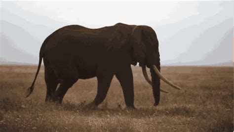 Elephant Walking Gif Find On Gifer