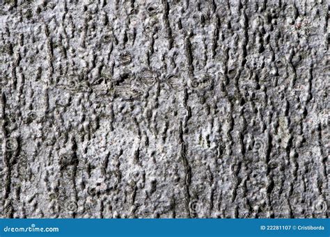 Macro Detail Of A Forest Tree Bark Stock Image Image Of Rustic