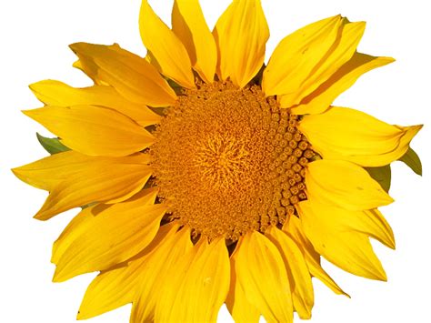 Sunflower Isolated Object Png Isolated Objects Textures For Photoshop