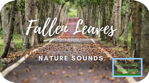 🍂 Can Nature Make Us Healthier Fallen Leaves Sounds Can Nature Heal