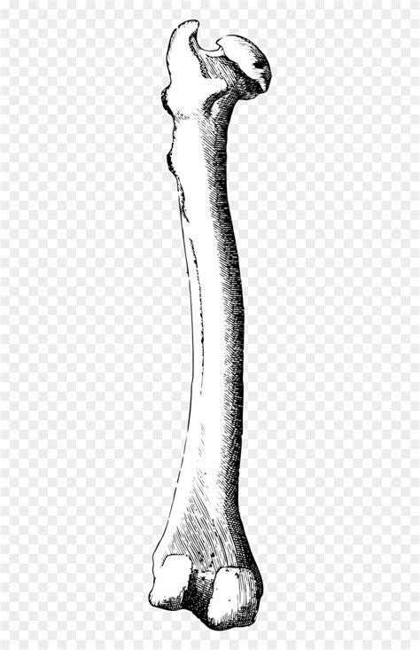 leg bone template