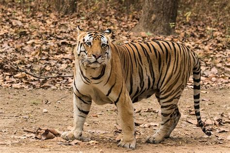 Datr Indias Future Tiger Reserve Go Road Trip