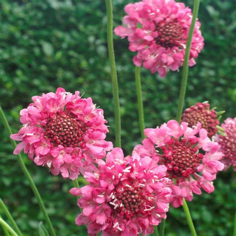 Scabiosa Rose Drought Tolerant Pincushion Garden Flower Plant Seeds