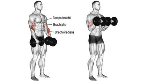 15 Best Biceps Exercises With Dumbbells Fit Life Regime