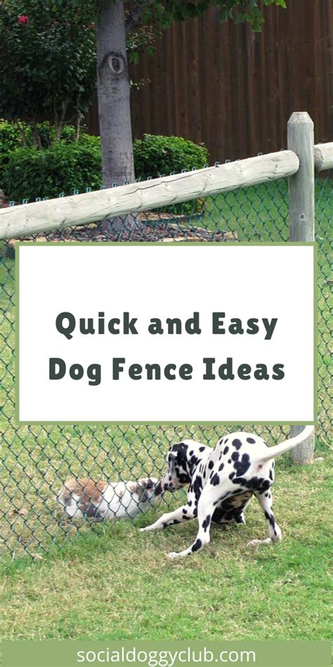 Here You Are Going To Find Some Of The Quickest And Easy Dog Backyard