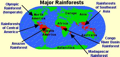 Tropical rainforests merge into other types of forest depending on the altitude, latitude, and various soil, flooding, and climate conditions. Major Rainforests | Rainforest animals, Rainforest classroom