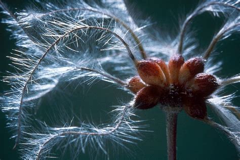 Clematis Fruit And Seeds Photograph By Perennou Nuridsany Fine Art