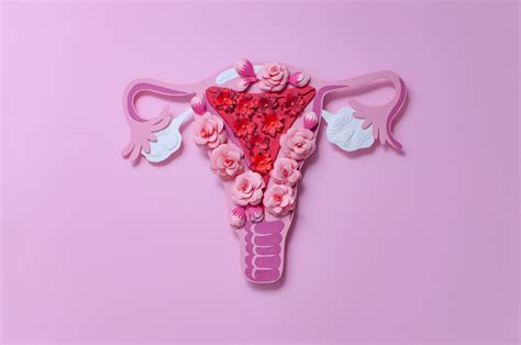 Female Reproductive Organs Au