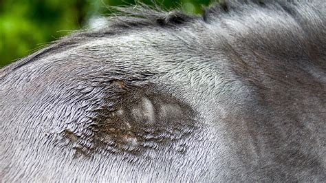 Solving Summer Skin Problems In Horses Horse And Hound