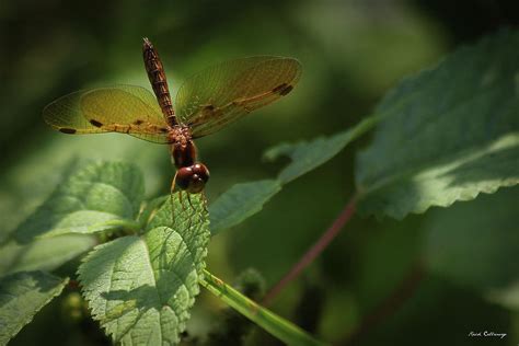 tiny dragonfly shadows wildlife art photograph by reid callaway pixels