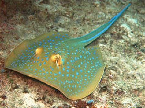 Blue Spotted Ribbontail Stingray Information And Picture Sea Animals