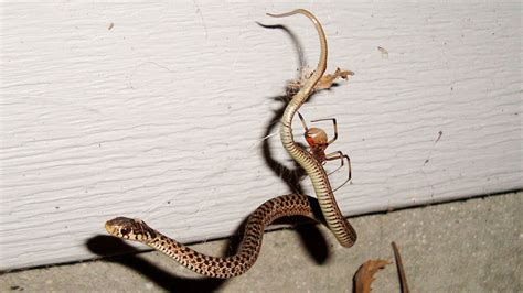 Snake Eating Spiders Are Surprisingly Common