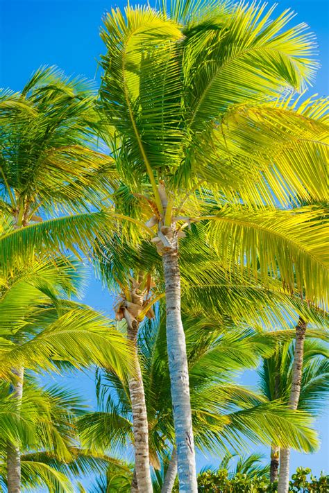 Tropical Palm Trees Free Stock Photo Public Domain Pictures